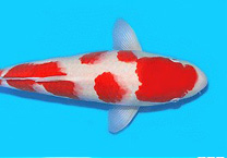 鲤跃国门，抢“鲜”通关