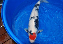 新手养锦鲤小妙招