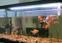 鱼缸养锦鲤需要注意什么问题