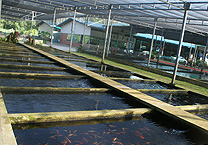 5391尾日本锦鲤入境