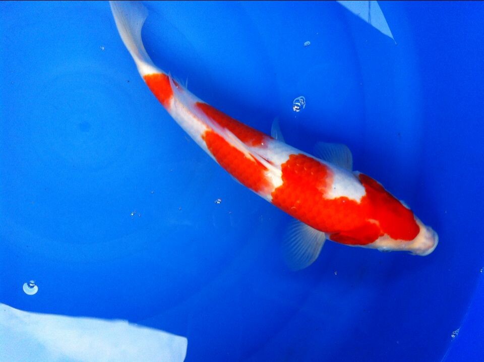 养殖锦鲤鱼需要注意什么事项