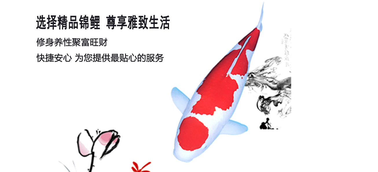 鉴赏锦鲤的6大要点