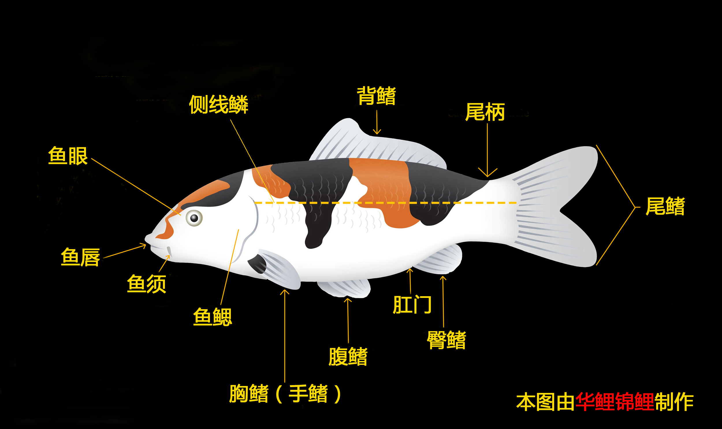 锦鲤鱼的身体结构