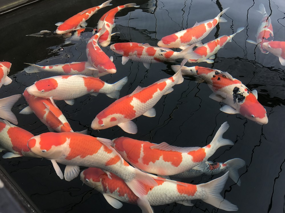 华鲤锦鲤新到45cm纯种红白锦鲤别墅鱼池养更漂亮