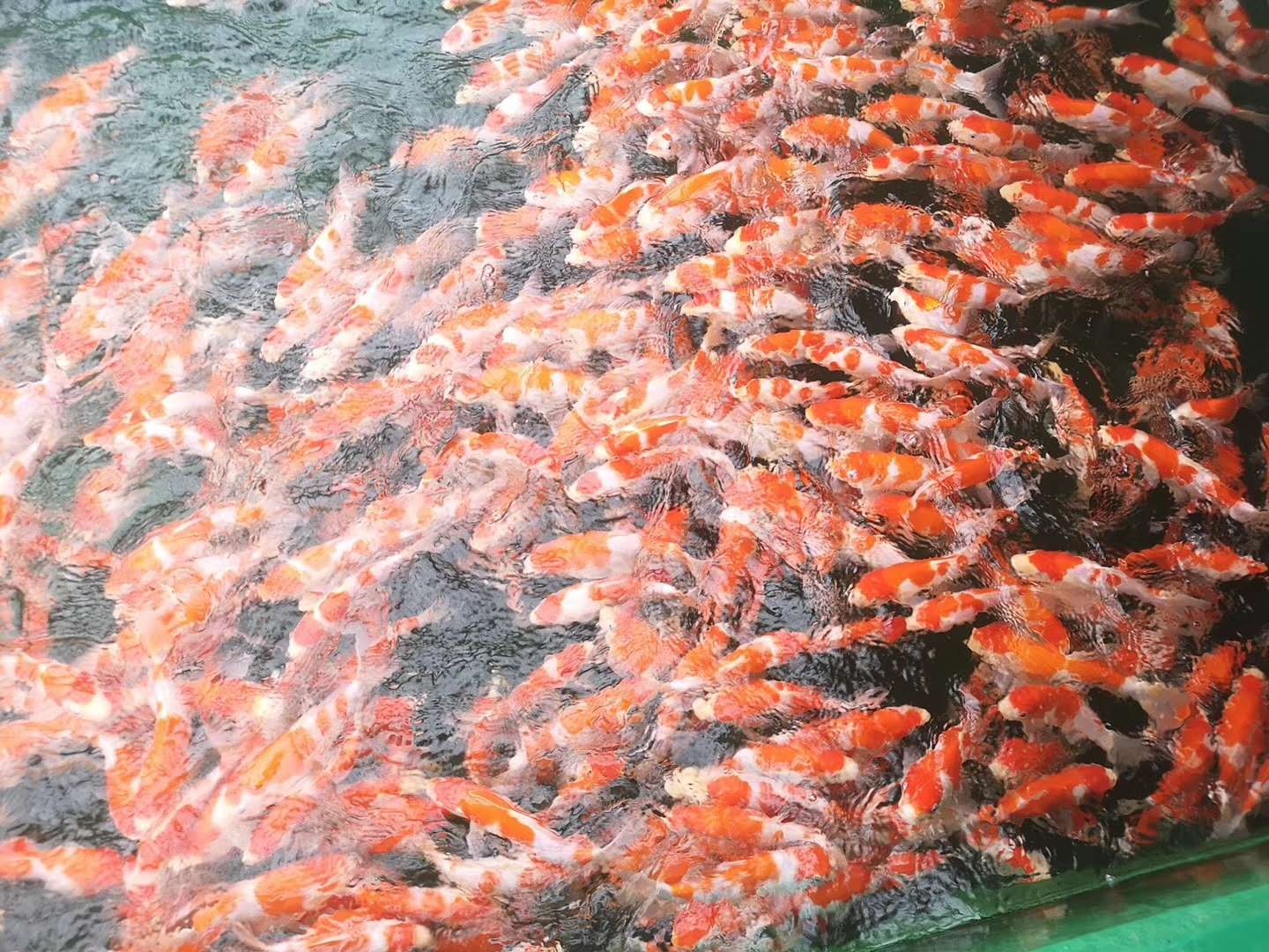 丰收节，致富锦鲤跃金秋