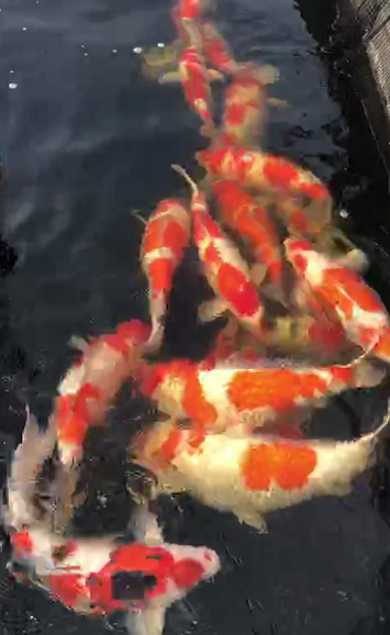 华鲤锦鲤新到一批血统纯正的红白锦鲤45cm