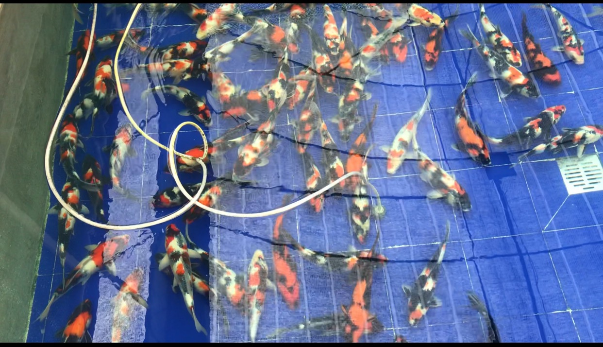 华鲤锦鲤新到一批纯种日本锦鲤昭和三色45cm