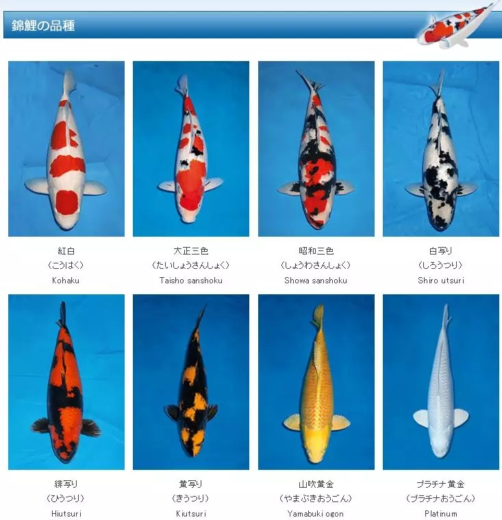 锦鲤主要品种一览表