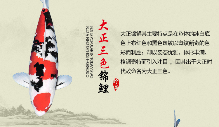 大正锦鲤