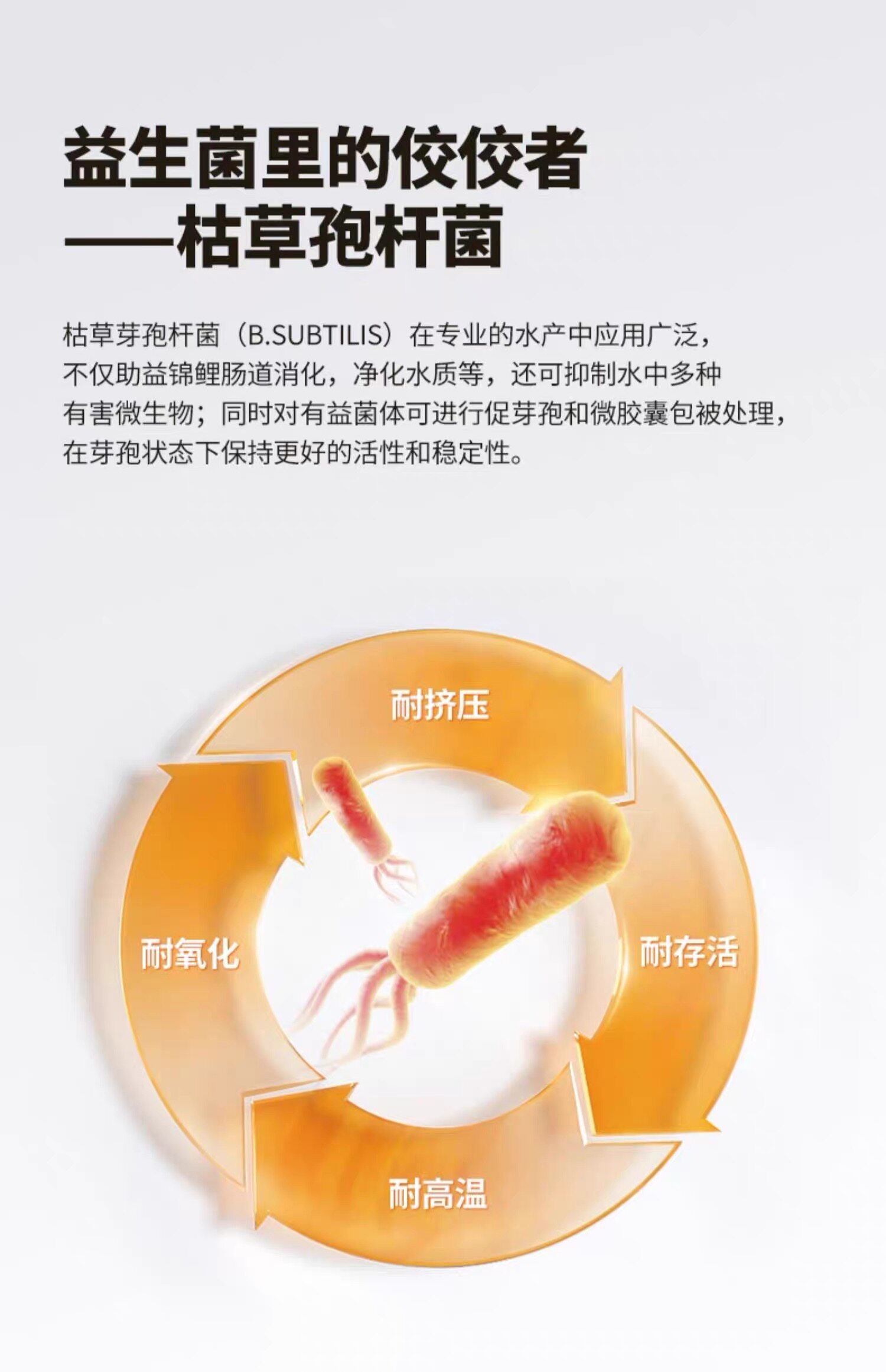 锦鲤饲料