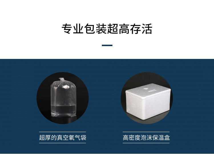 日本锦鲤红白