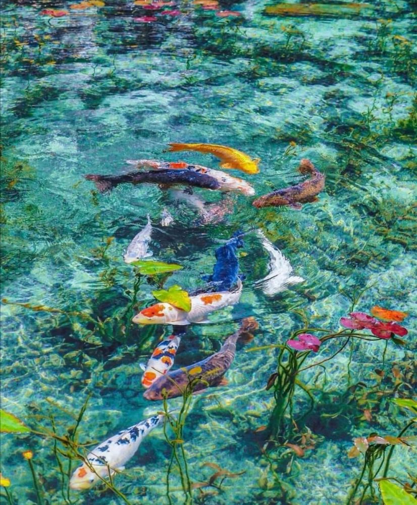 日本锦鲤