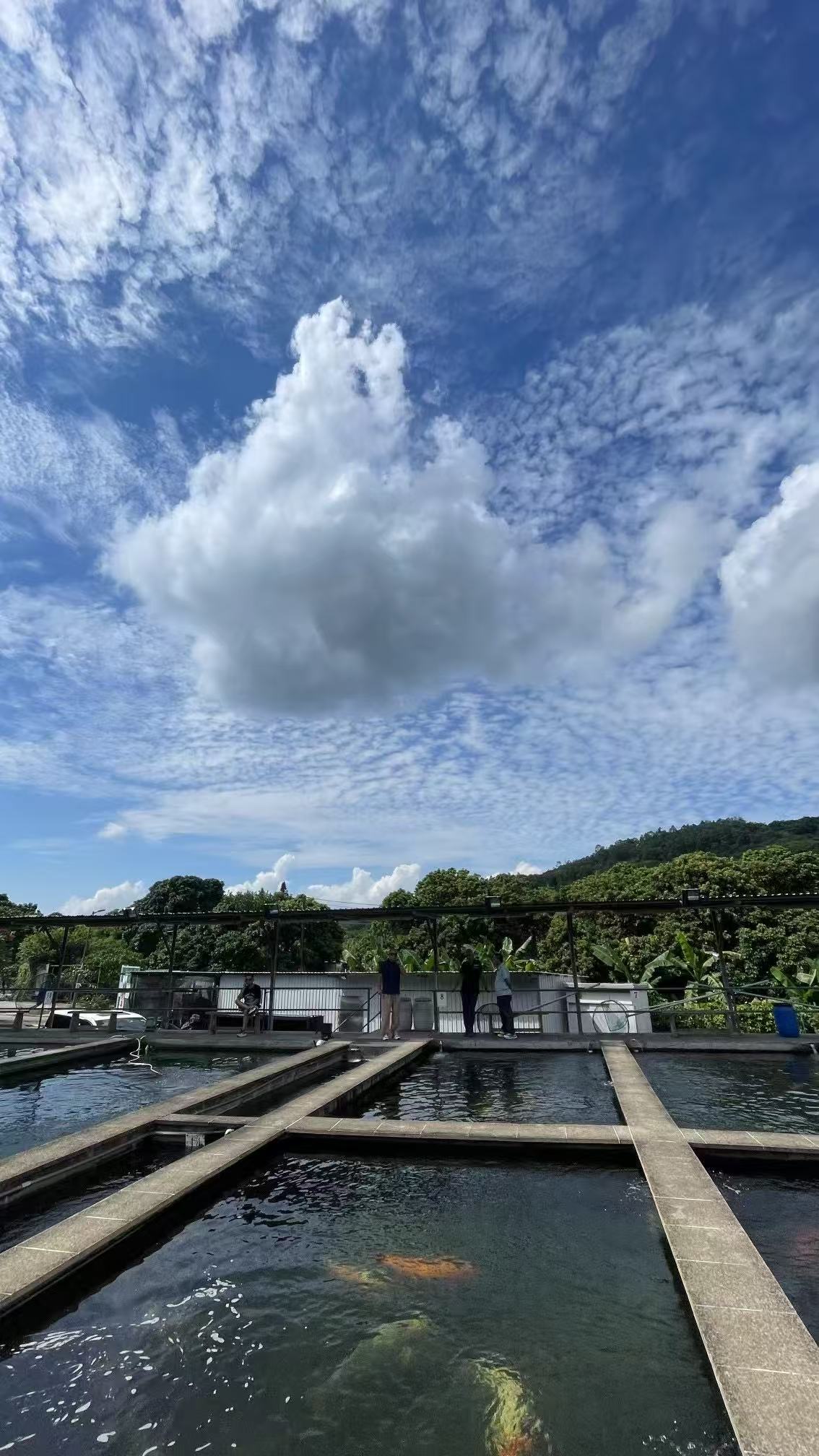 日本锦鲤