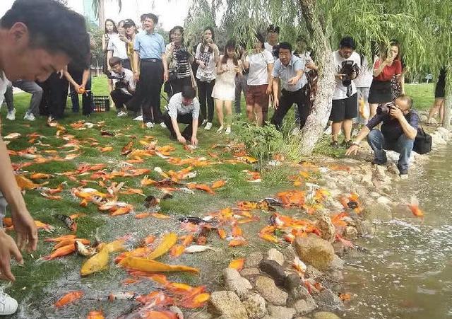 锦鲤鱼